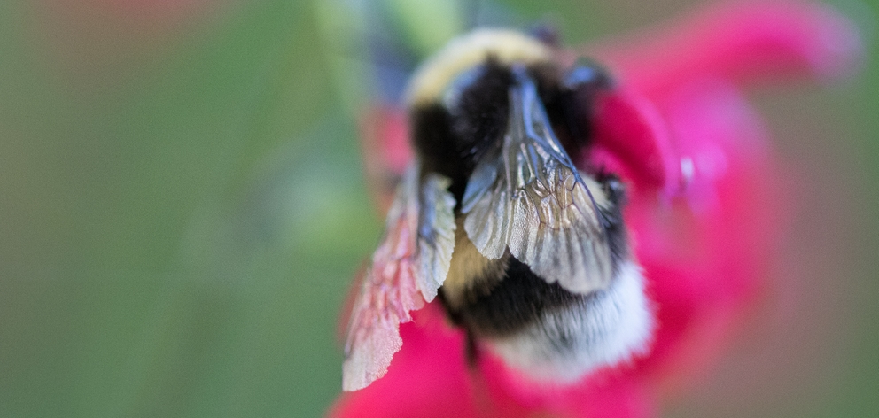 Vrai Bourdon et Faux Bourdon : 2 insectes bien différents